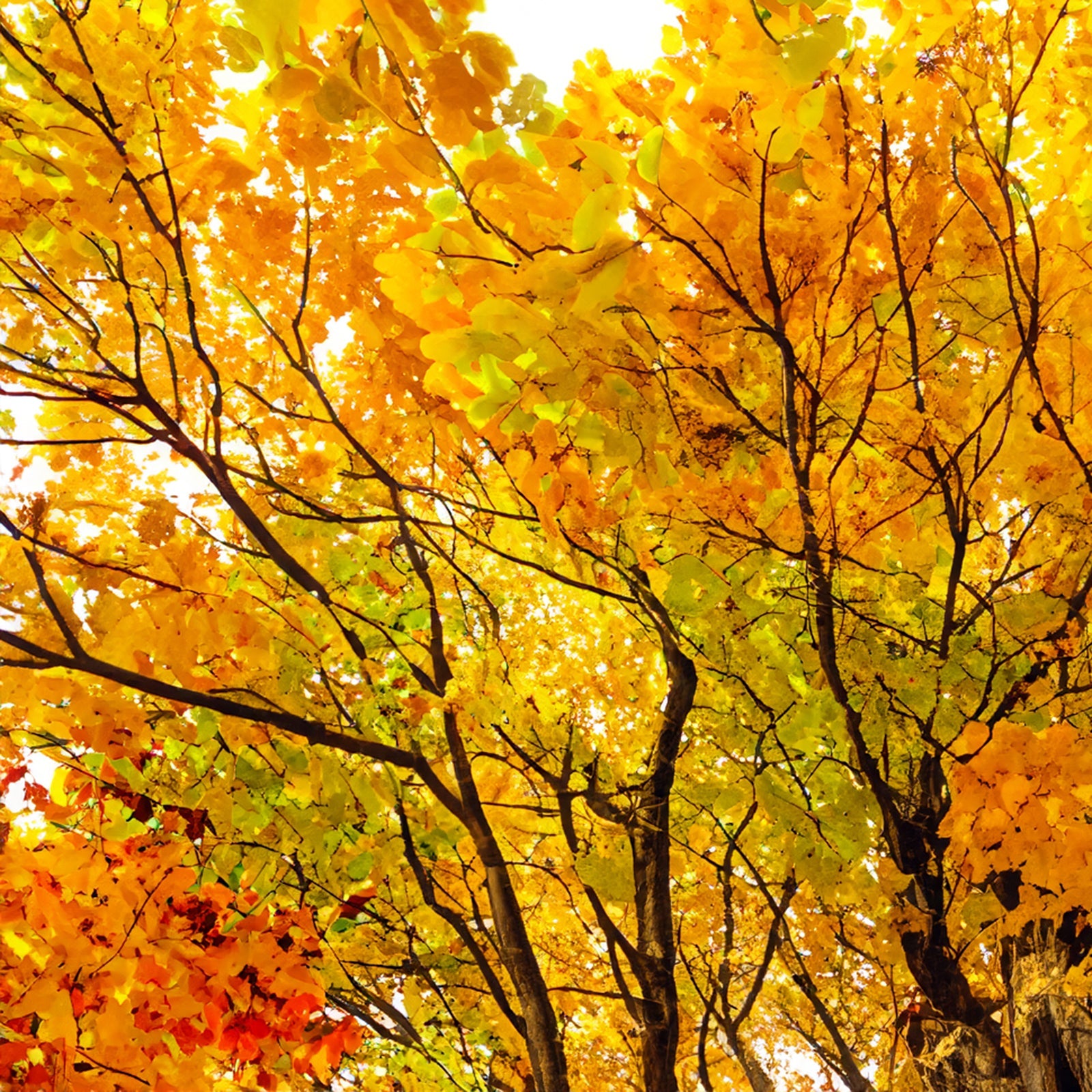 FALL
