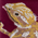 Bearded Dragon