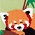 Tale Of The Red Panda